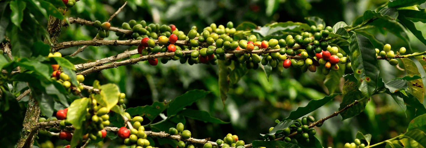 Coffee plants.Background picture